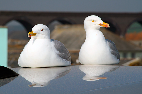 gaviotas-en-carroceria-coche