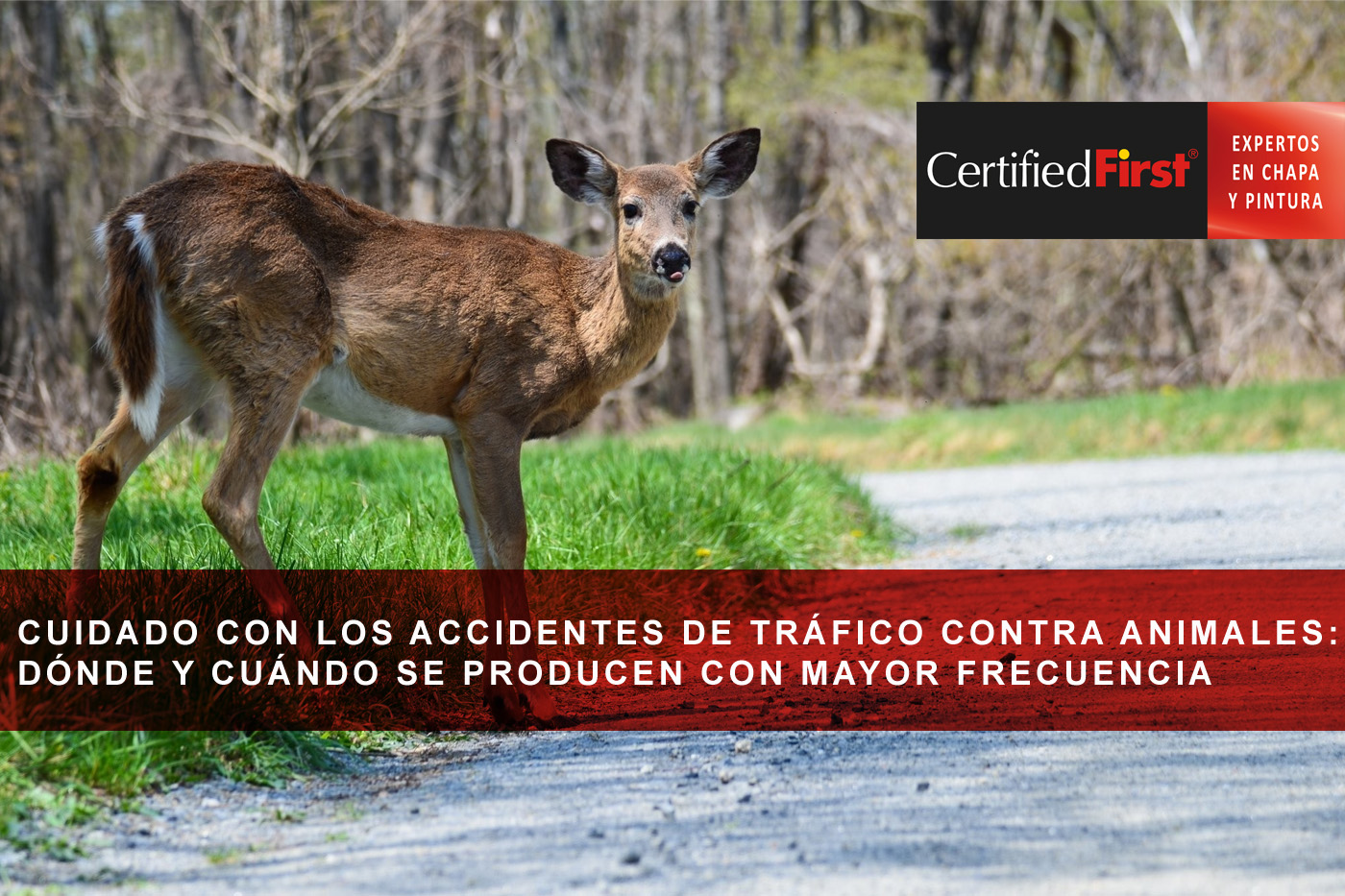 Cuidado con los accidentes de tráfico contra animales: dónde y cuándo se producen con mayor frecuencia